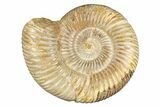 Polished Jurassic Ammonite (Perisphinctes) - Madagascar #255996-1